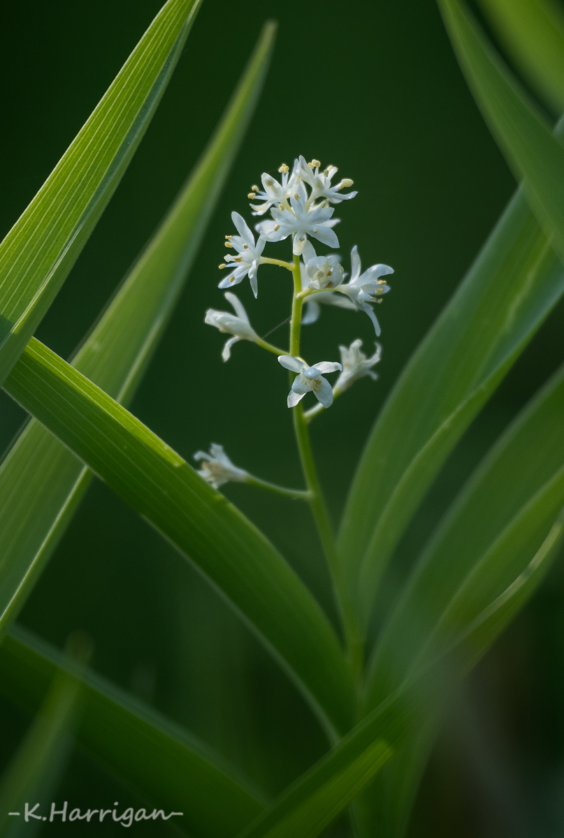 False Solomon's Seal.jpg