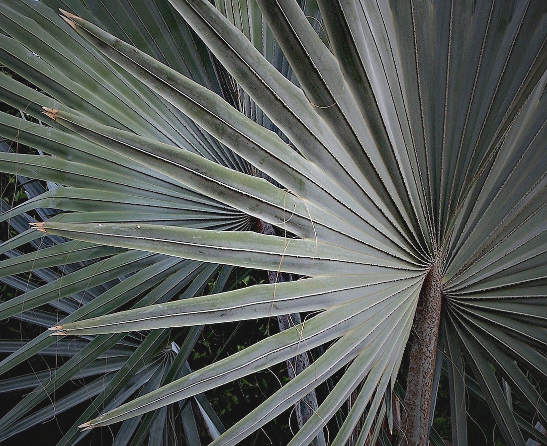 fanpalms.jpg