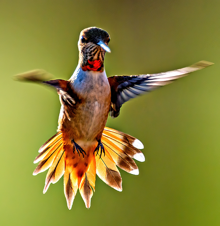 Female broadtail Hummingbird.jpg