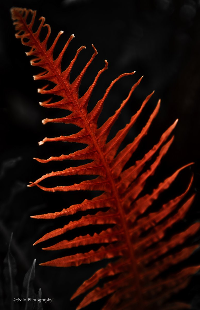 Fern.jpg