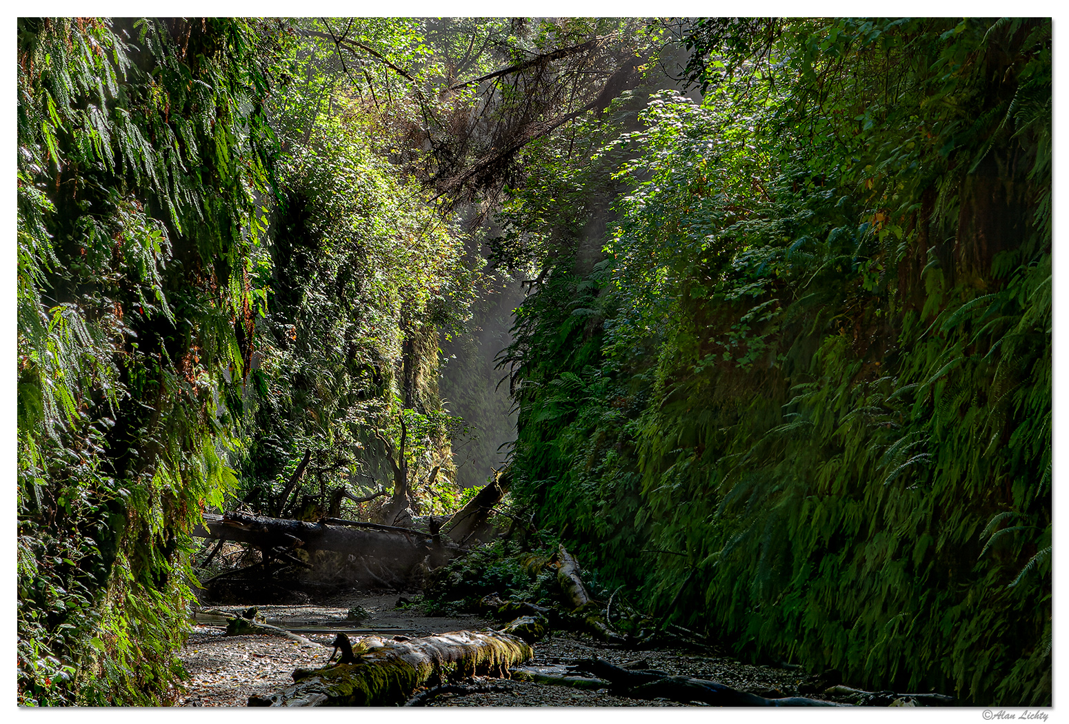 FernCanyon4.jpg