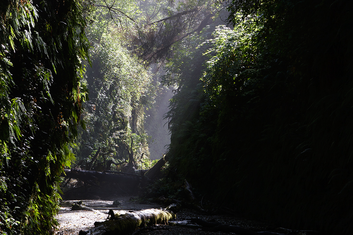 FernCanyon4-orig.jpg