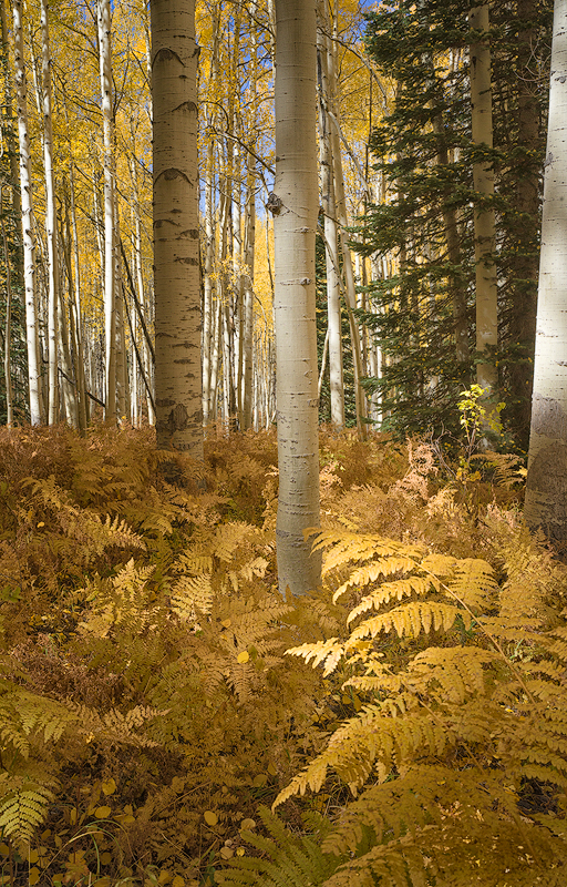 ferns-&-aspenB&W-1-copy.jpg