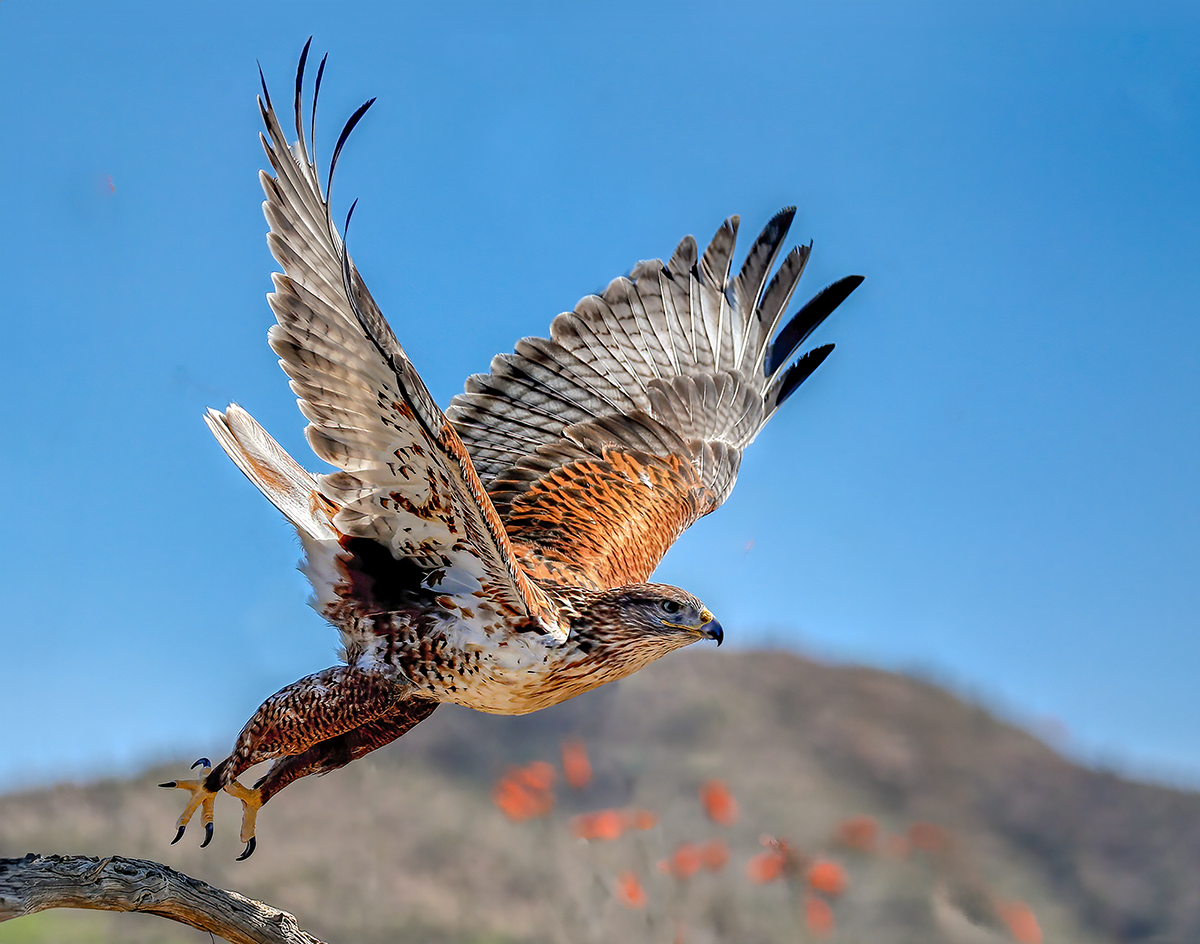 Ferruginous Hawk-5225-new.png