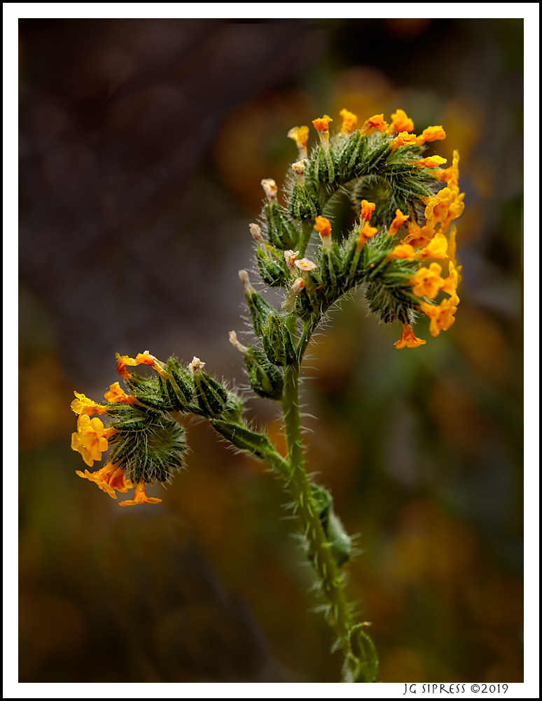 fiddleneck1.jpg