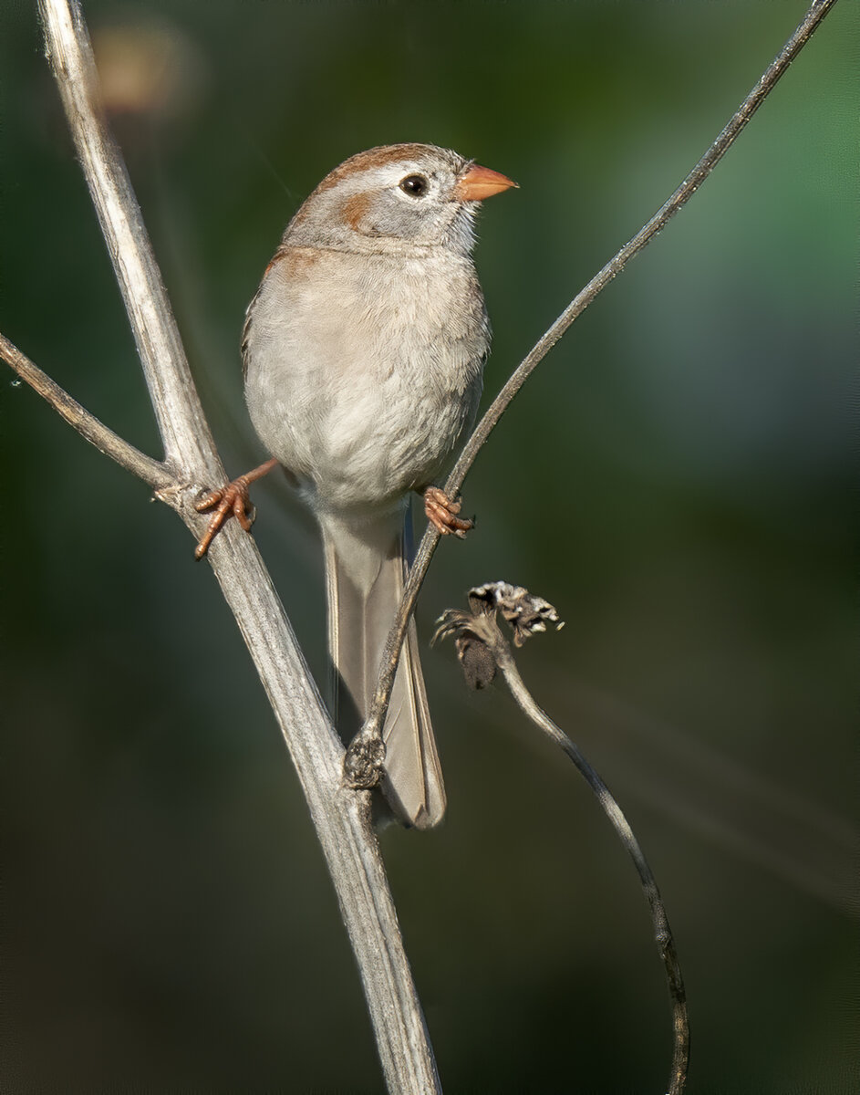 Field sparrow-0698-Edit.jpg