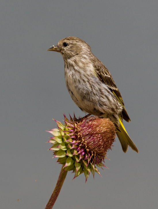 finch.jpg