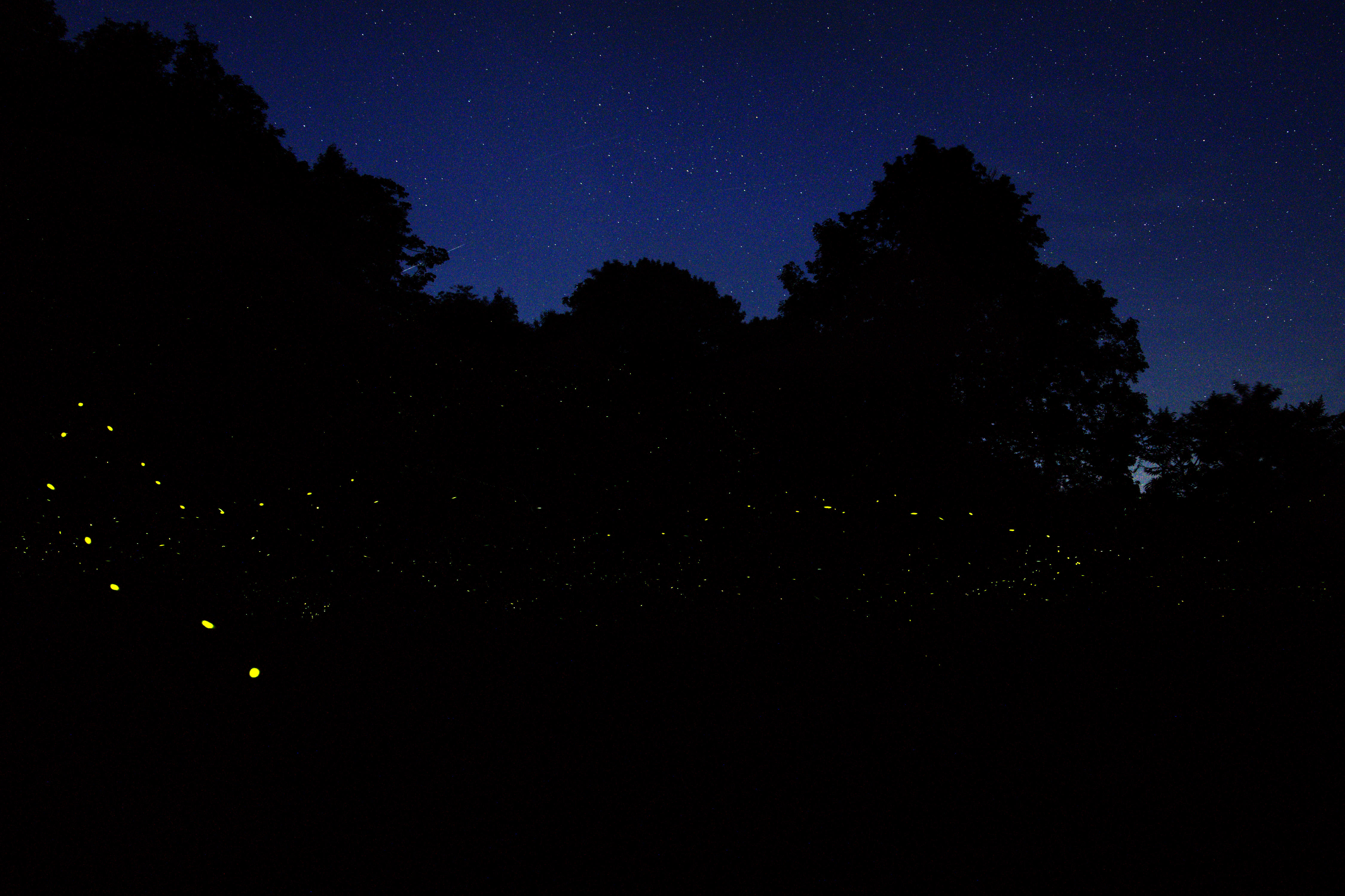 Fireflies and Stars - AmyEarl.jpg