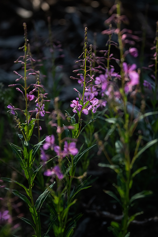 Fireweed.jpg