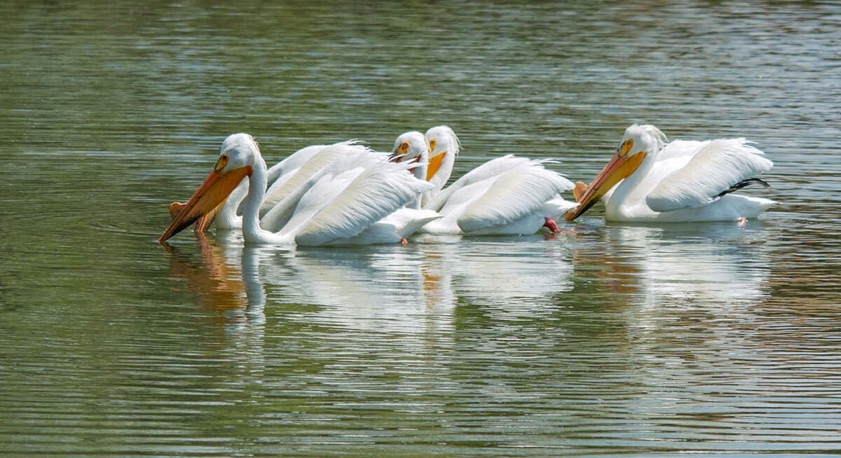 Five White Pelicans.jpg