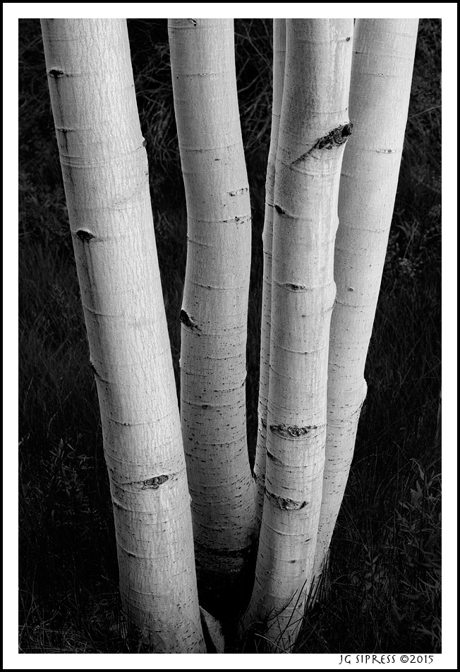 fivetreesbw.jpg