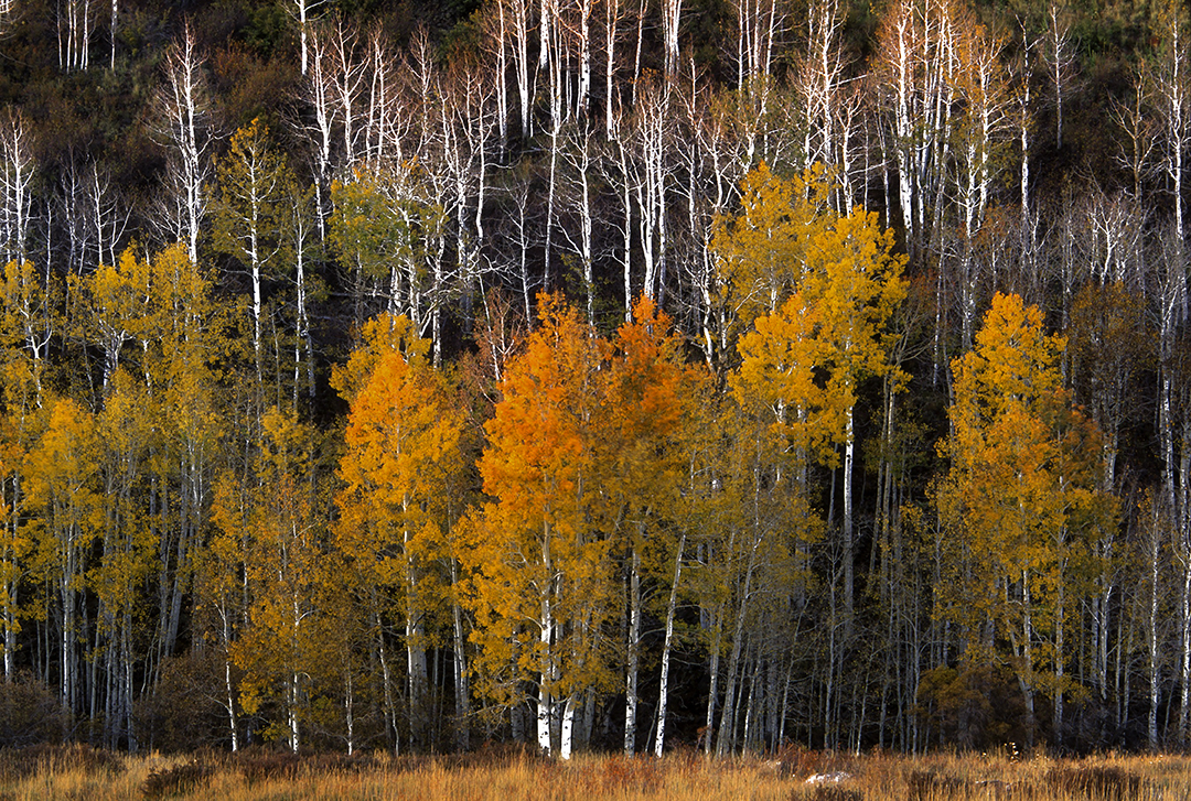 Flagstaff Aspens-Edit.jpg