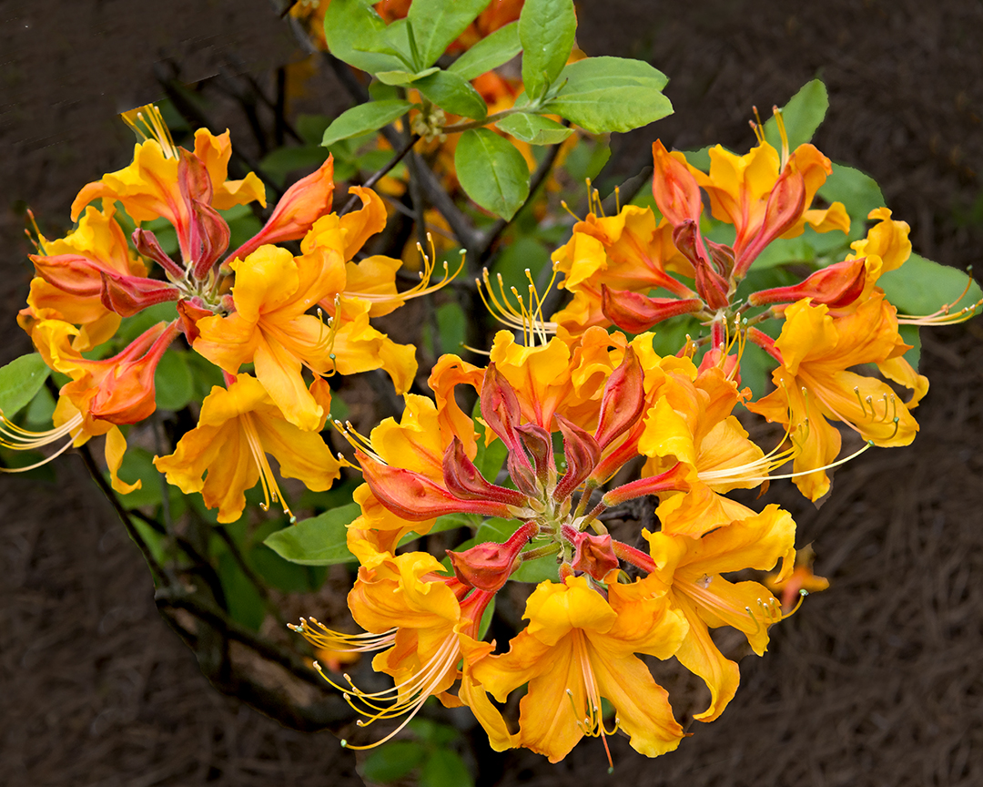 Flame Azalea  II.jpg
