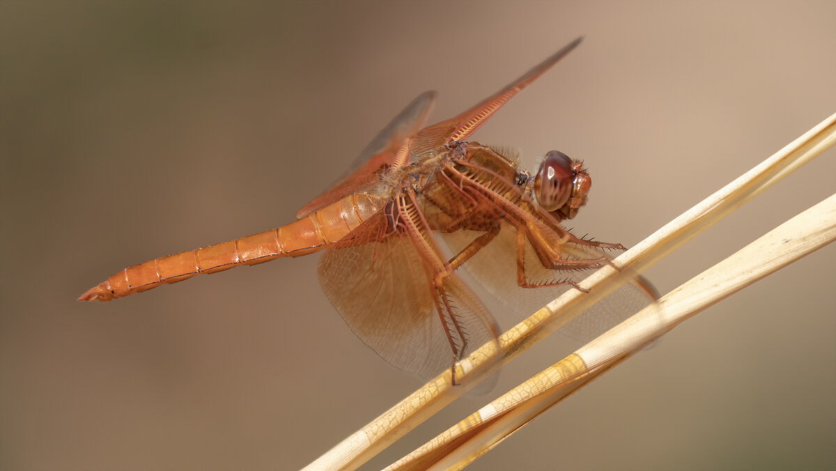 Flame Skimme-7575-Edit.jpg