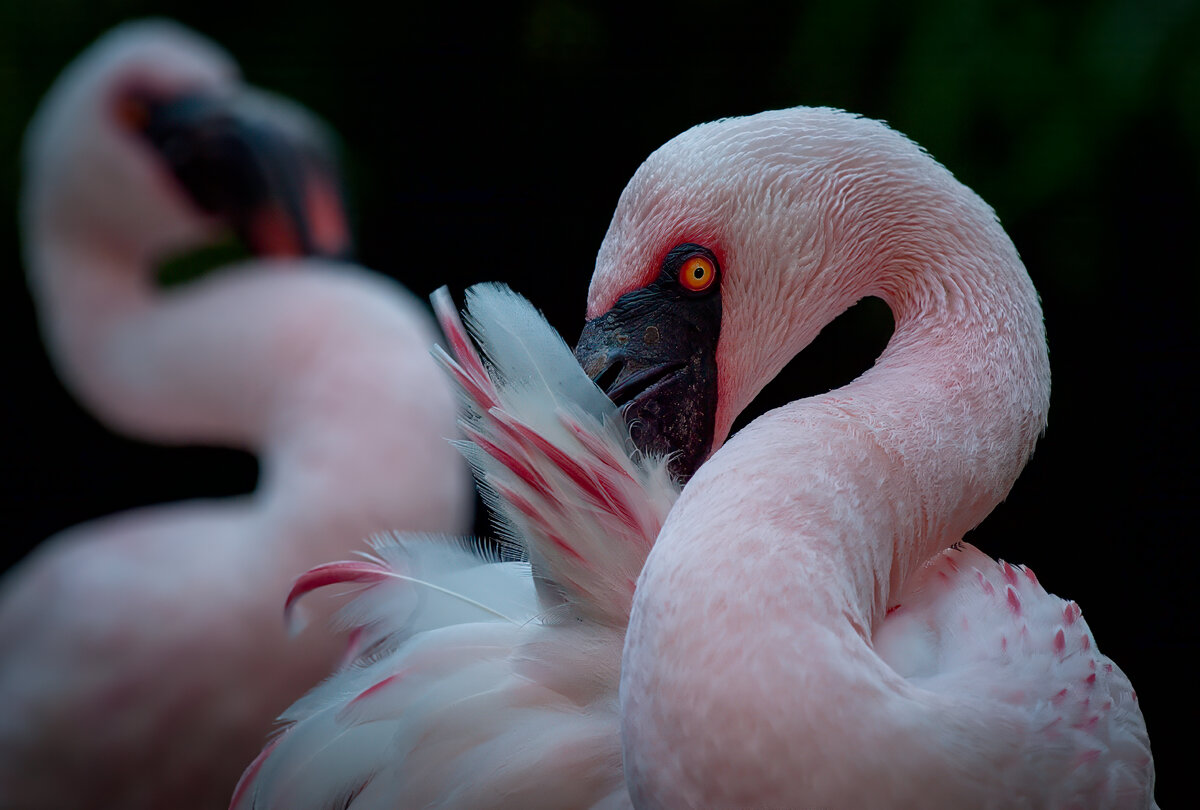 Flamingo.jpg