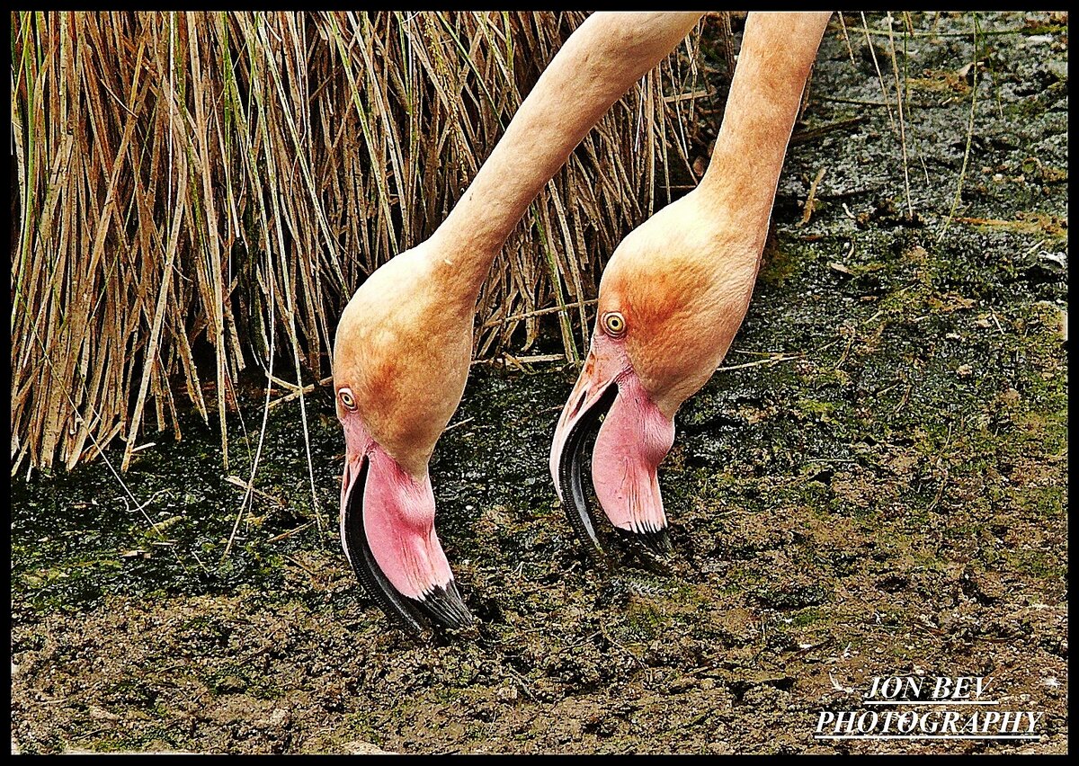 Flamingos.JPG