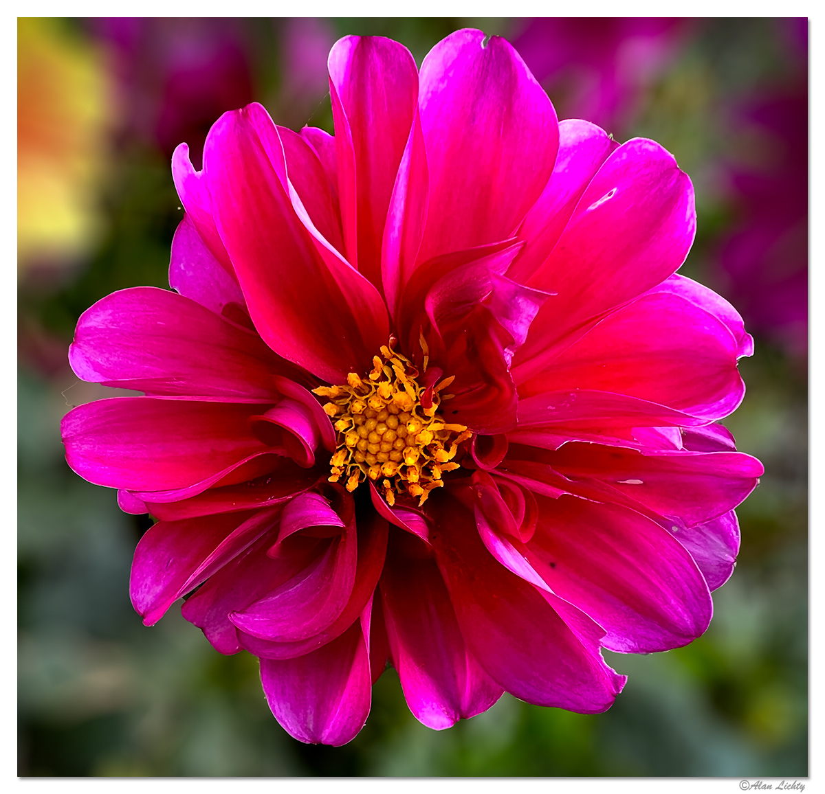 FlorenceFlowers2.jpg