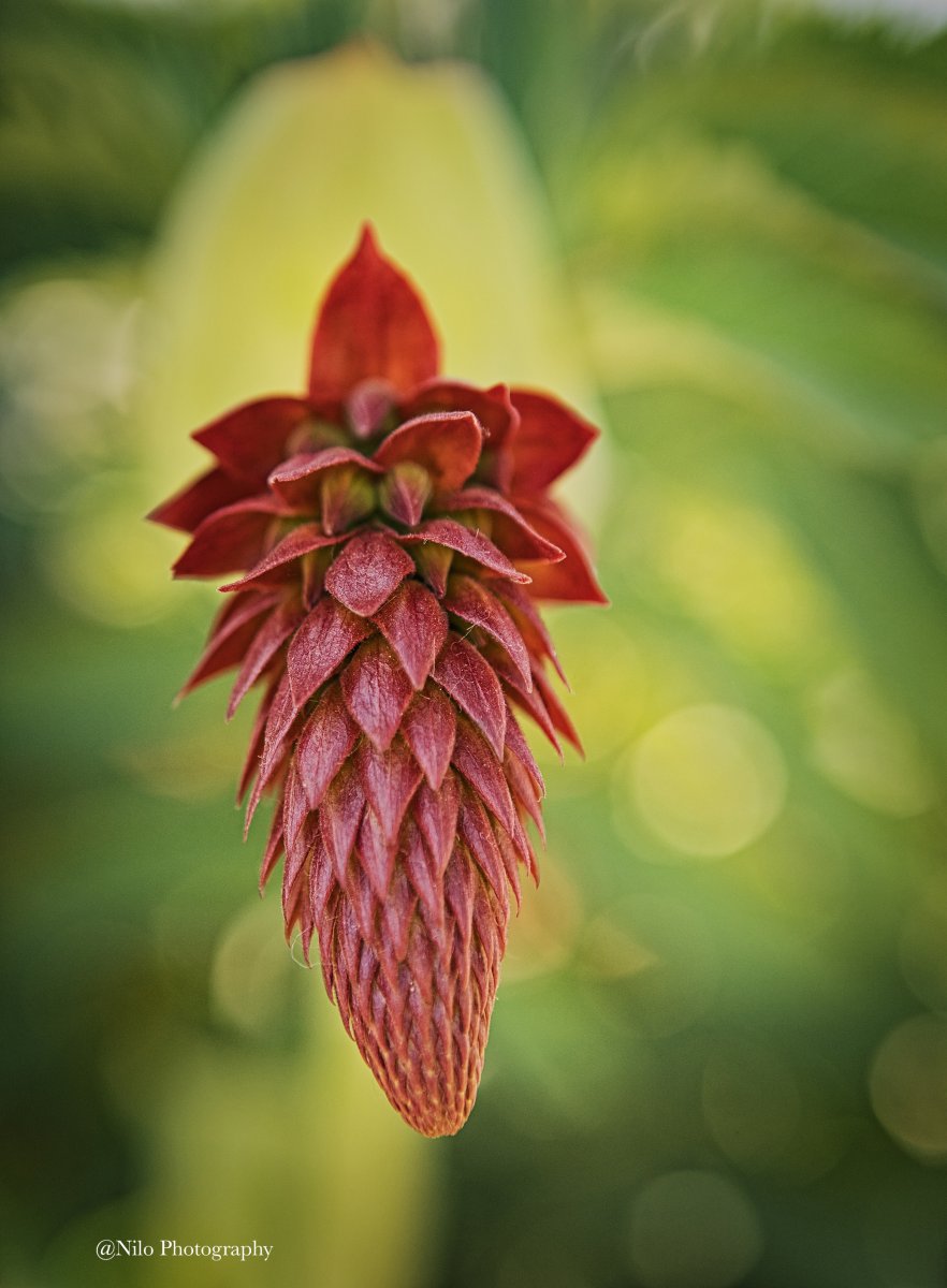 Flower 1 2.jpg