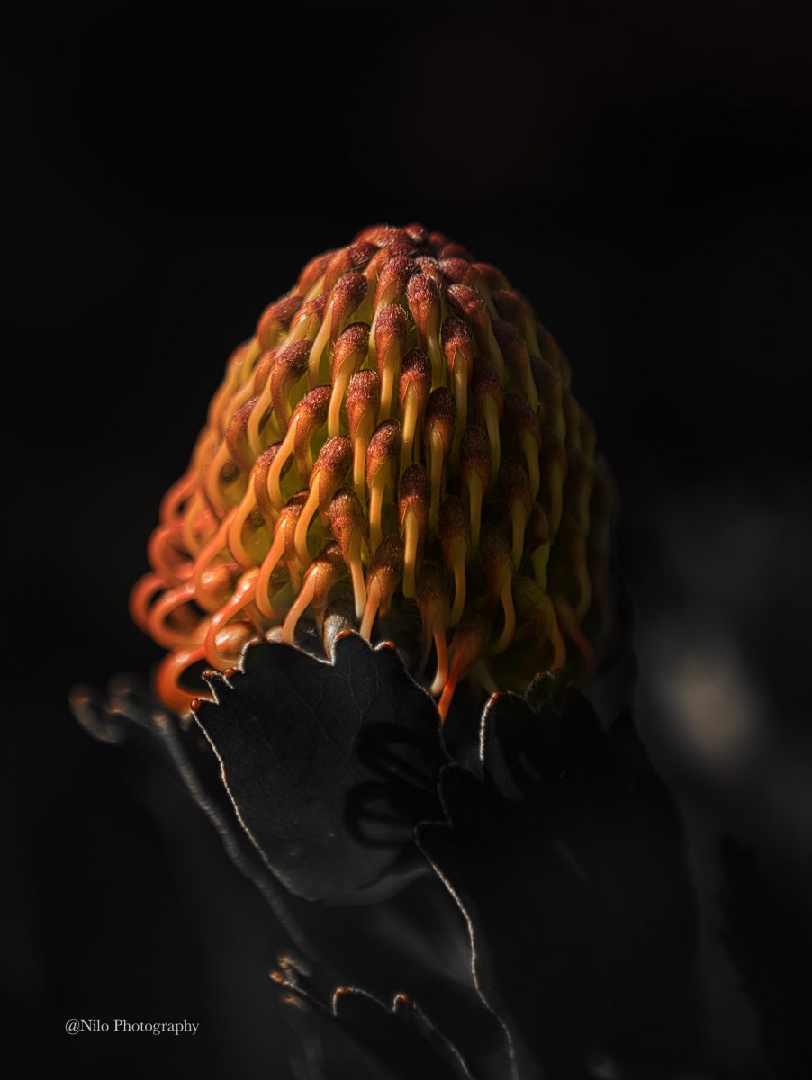 Flower 2 2.jpg