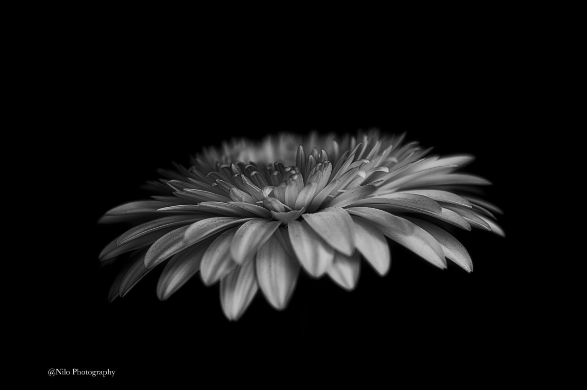 Flower 3.jpg