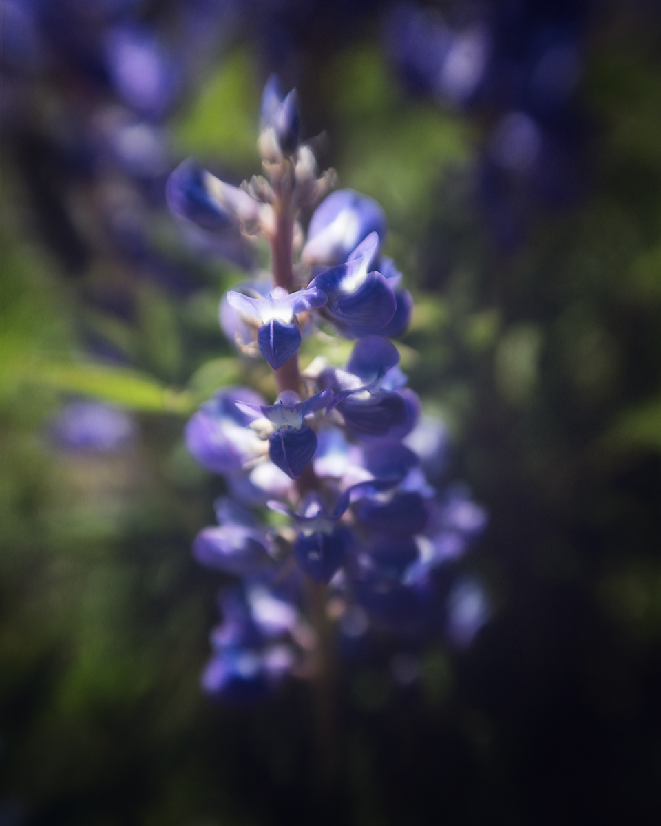 Flower---5.jpg
