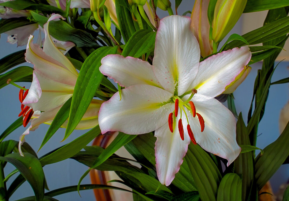 flower03.jpg