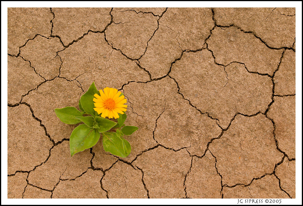 flowercracks.jpg