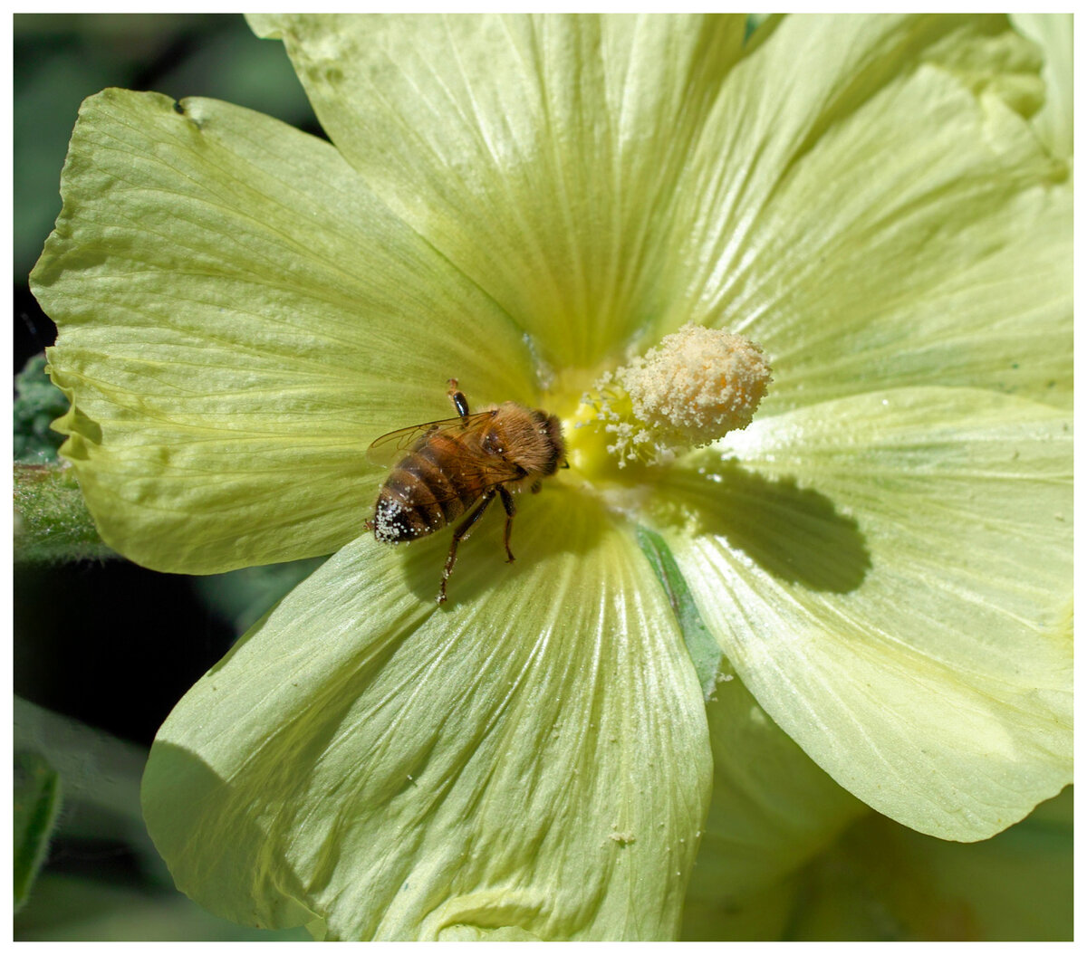 flowers 017b.jpg