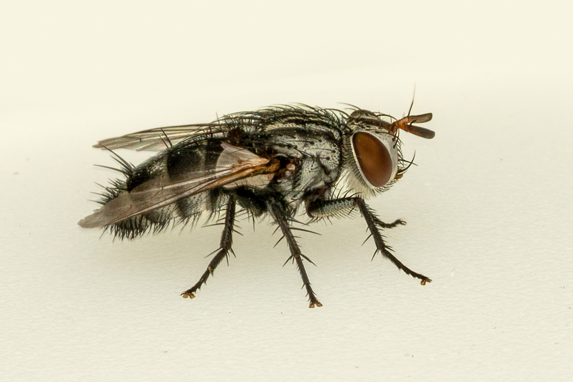 FLY 09634-Edit.jpg