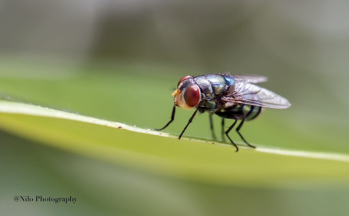 Fly 1.jpg