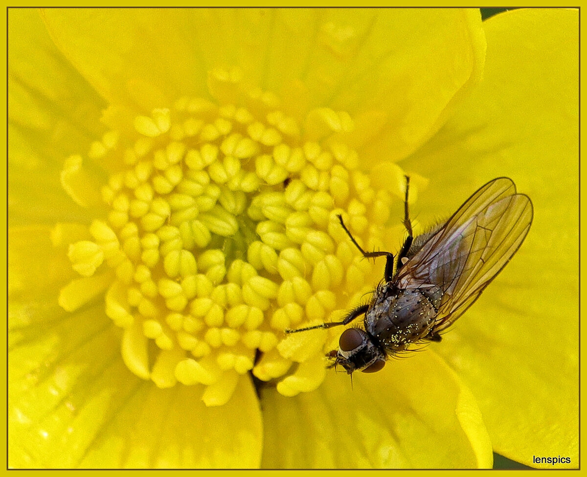 FLY IN A BUTTERCUP.jpg