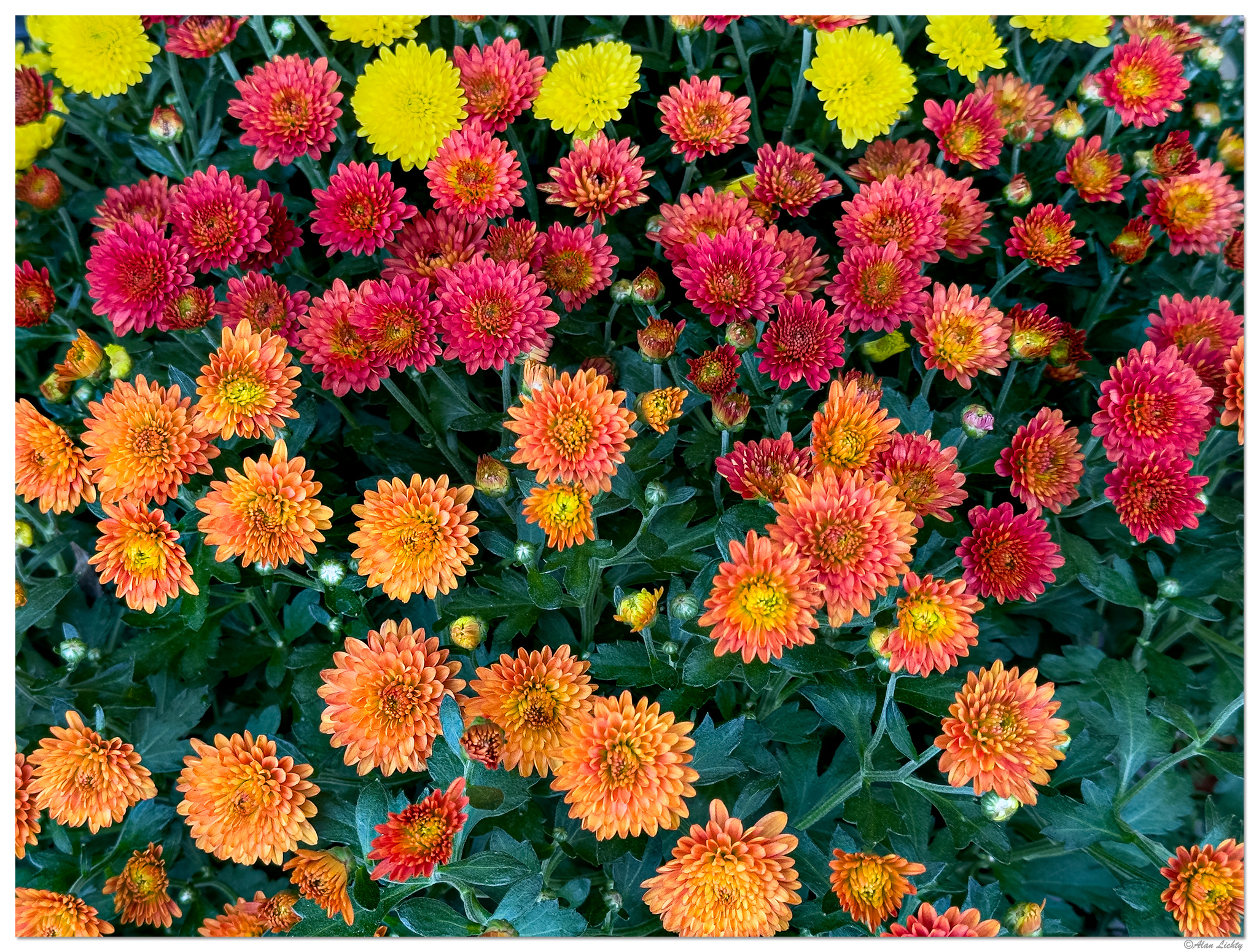 FMBlooms-Mums2.jpg