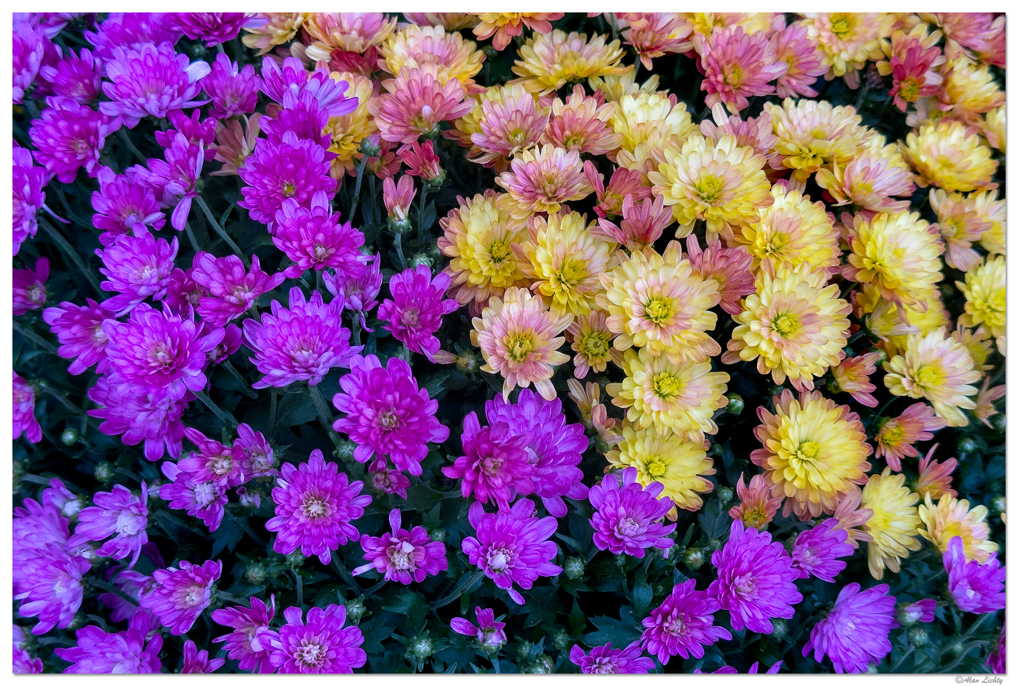 FMBlooms-Mums3.jpg