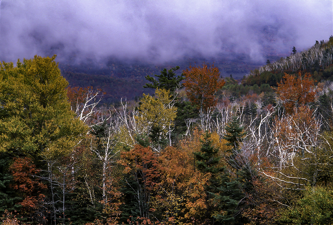 Fog along the kangamaugus highway.jpg
