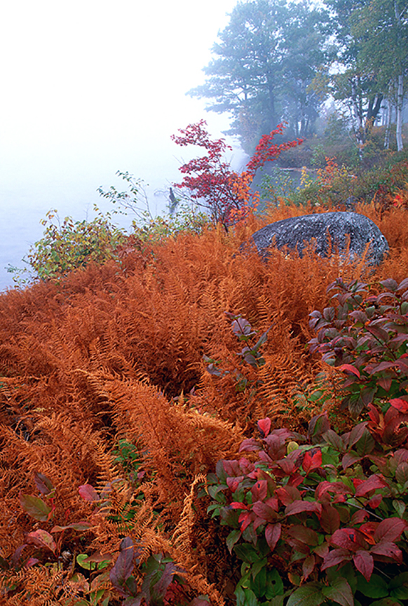 Foggy morning.jpg