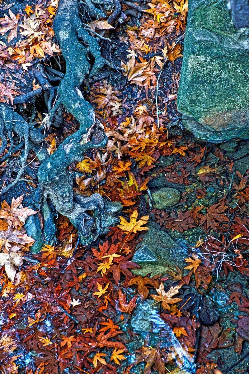 Foliage 1.jpg