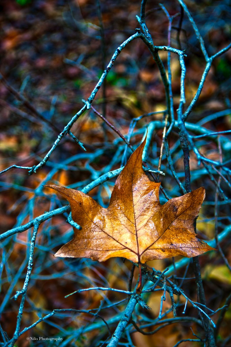 Foliage 4.jpeg