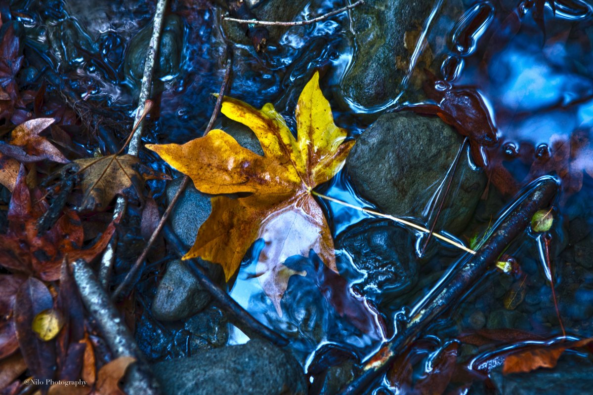 Foliage 5.jpg