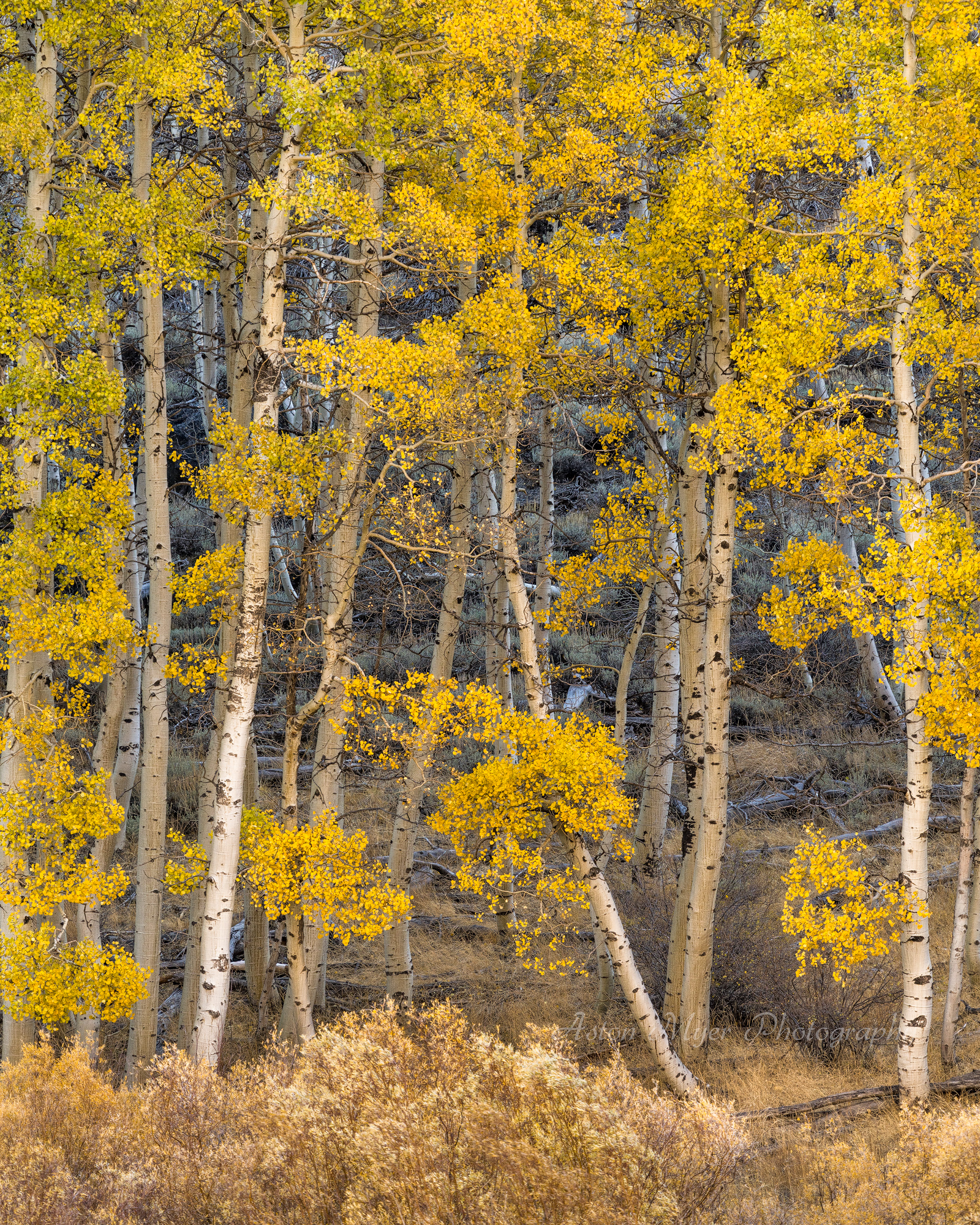 Forest Edge.jpg
