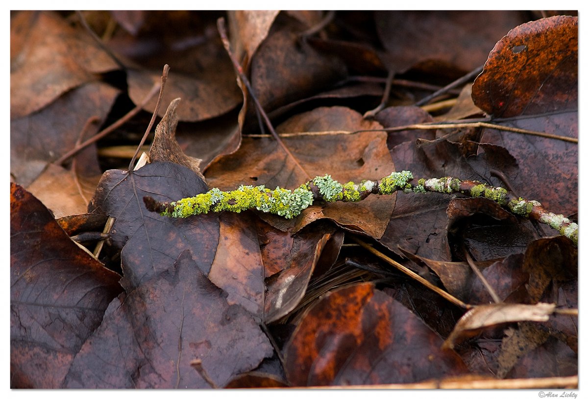 Forest Floor.jpg