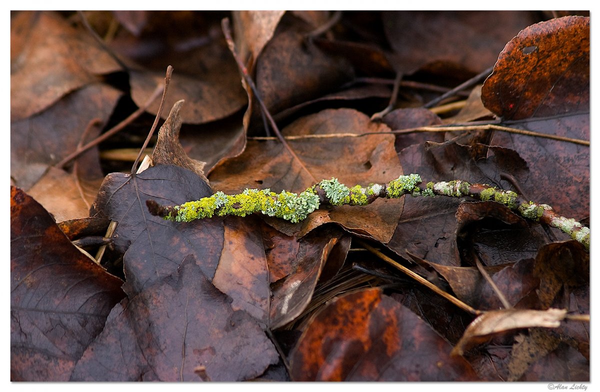 Forest Floor.jpg