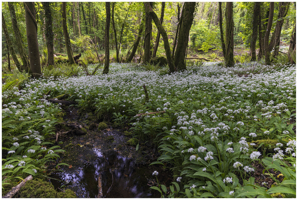 Forest pool.jpg