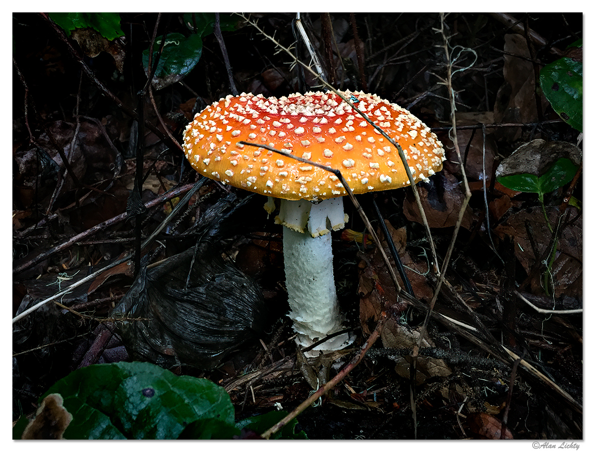 ForestFloorFungi.jpg