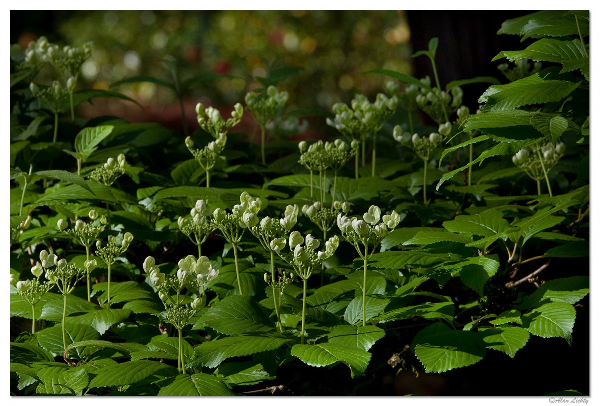ForestOfBlooms.jpg