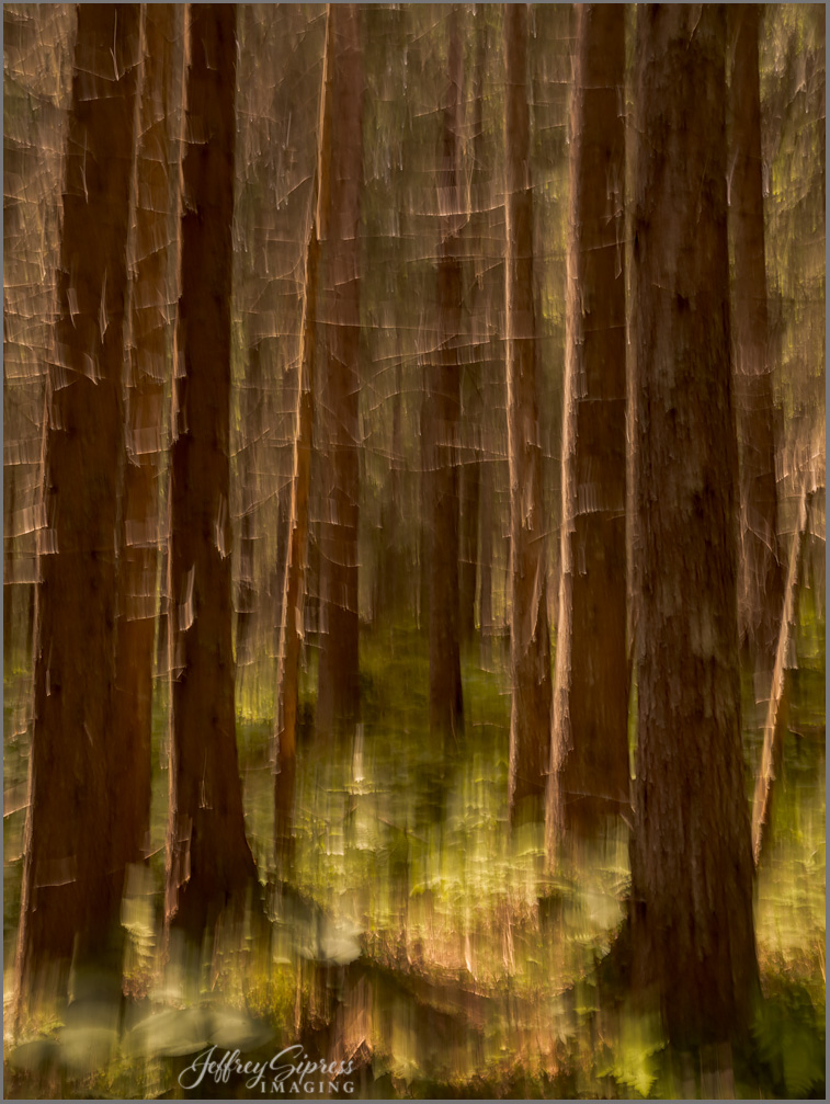 foresttrip1.jpg
