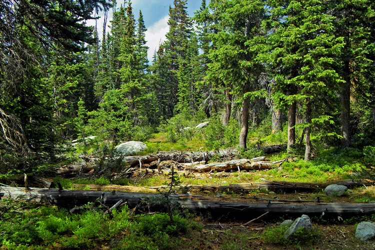 forestview.jpg