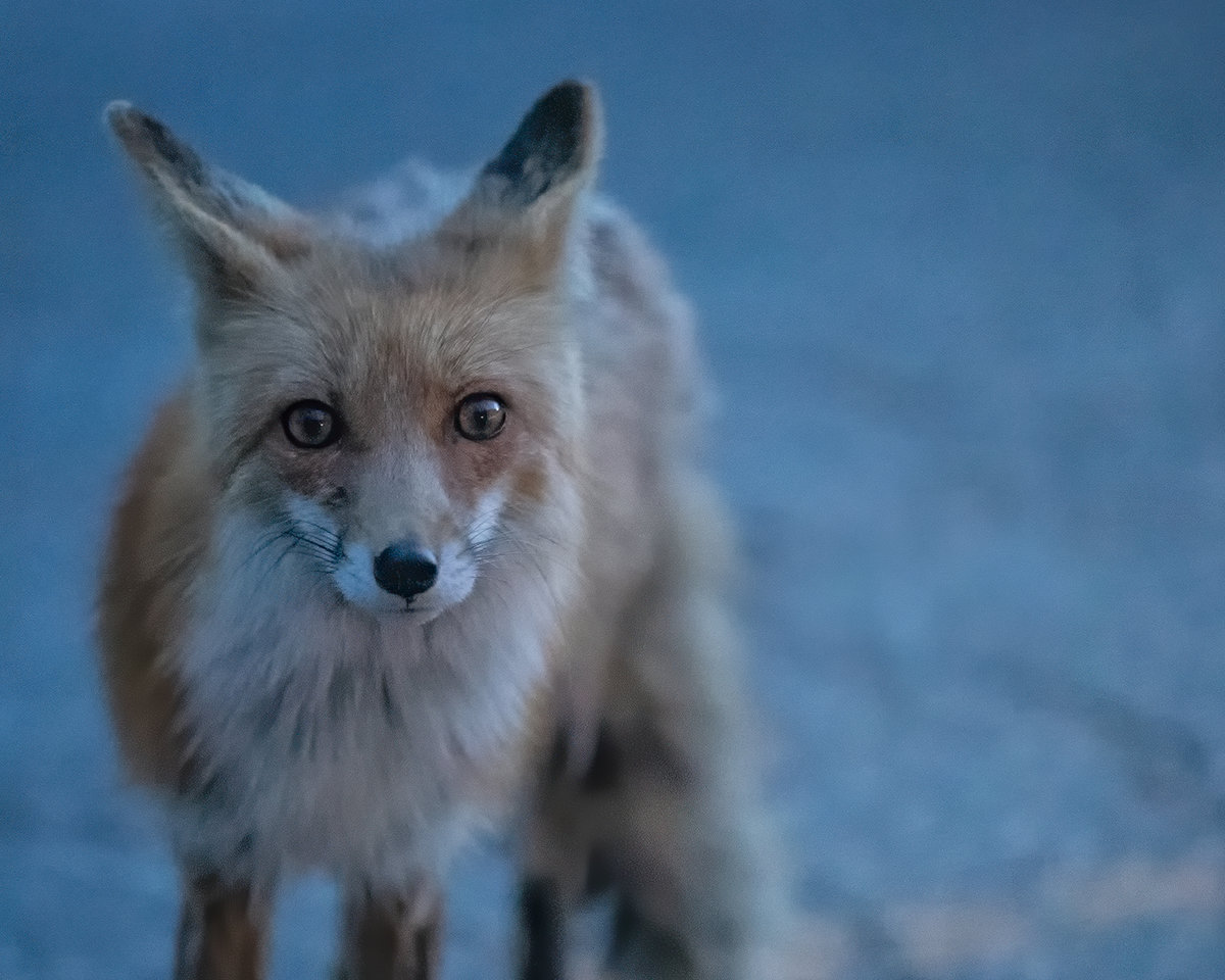 Fox1SharpNoiseNikB&WNoise-x2.jpg