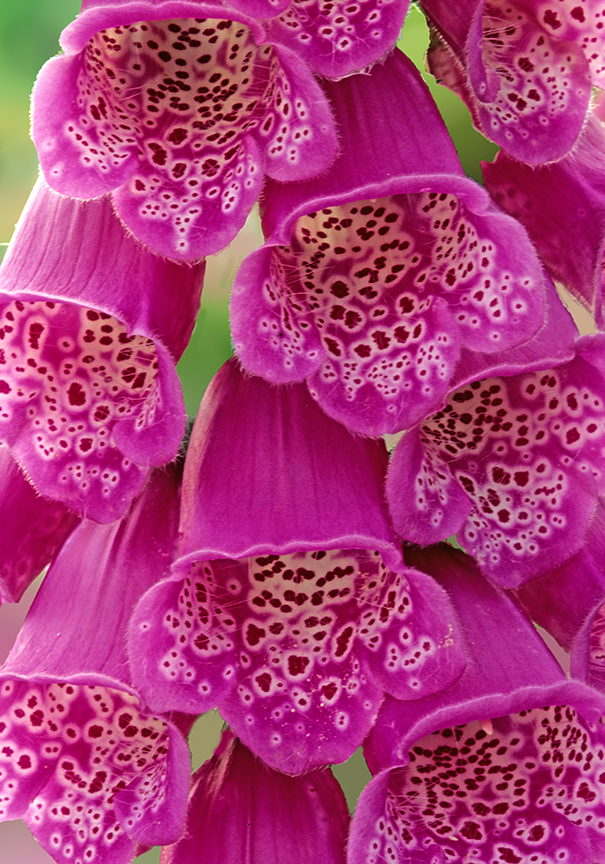 foxglove.jpg