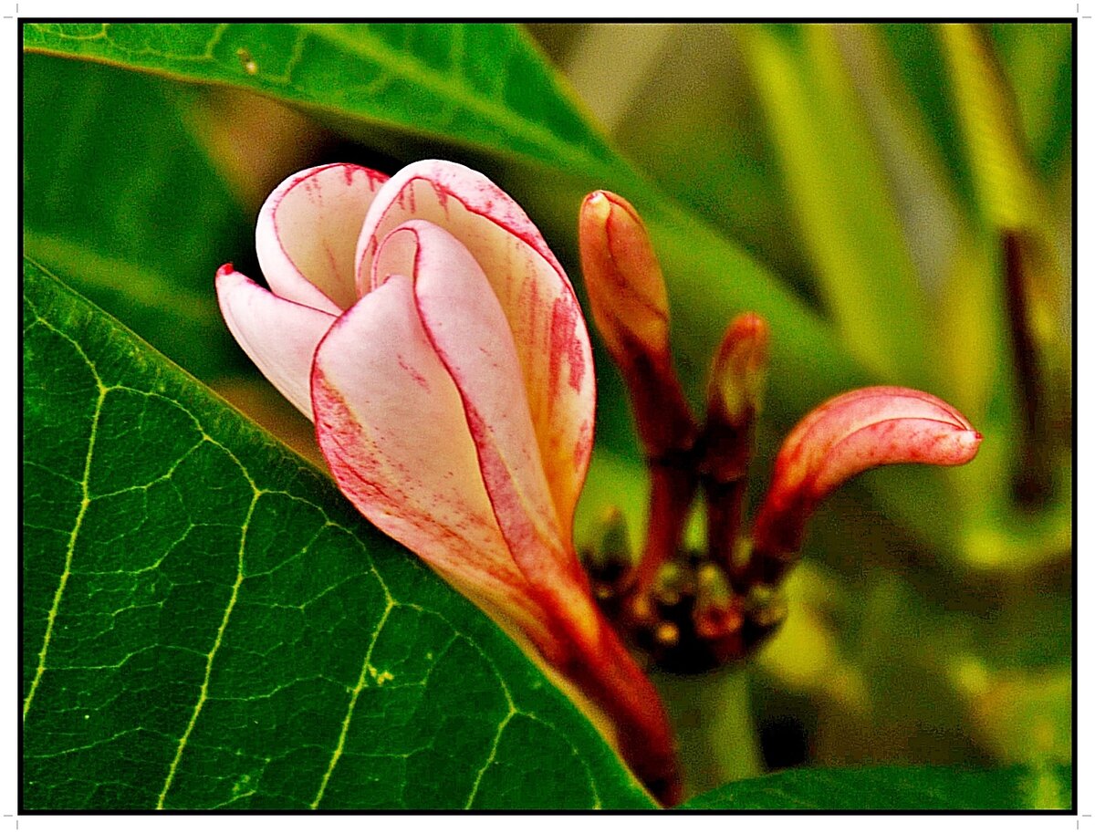 Frangipani.JPG