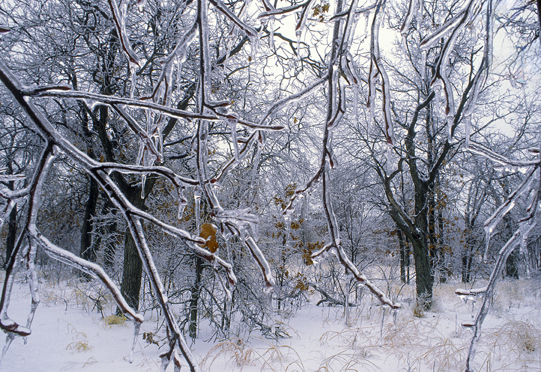 freezing rain on branches.jpg